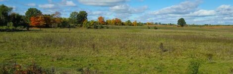 Rotational Grazing for At-Risk Birds Image